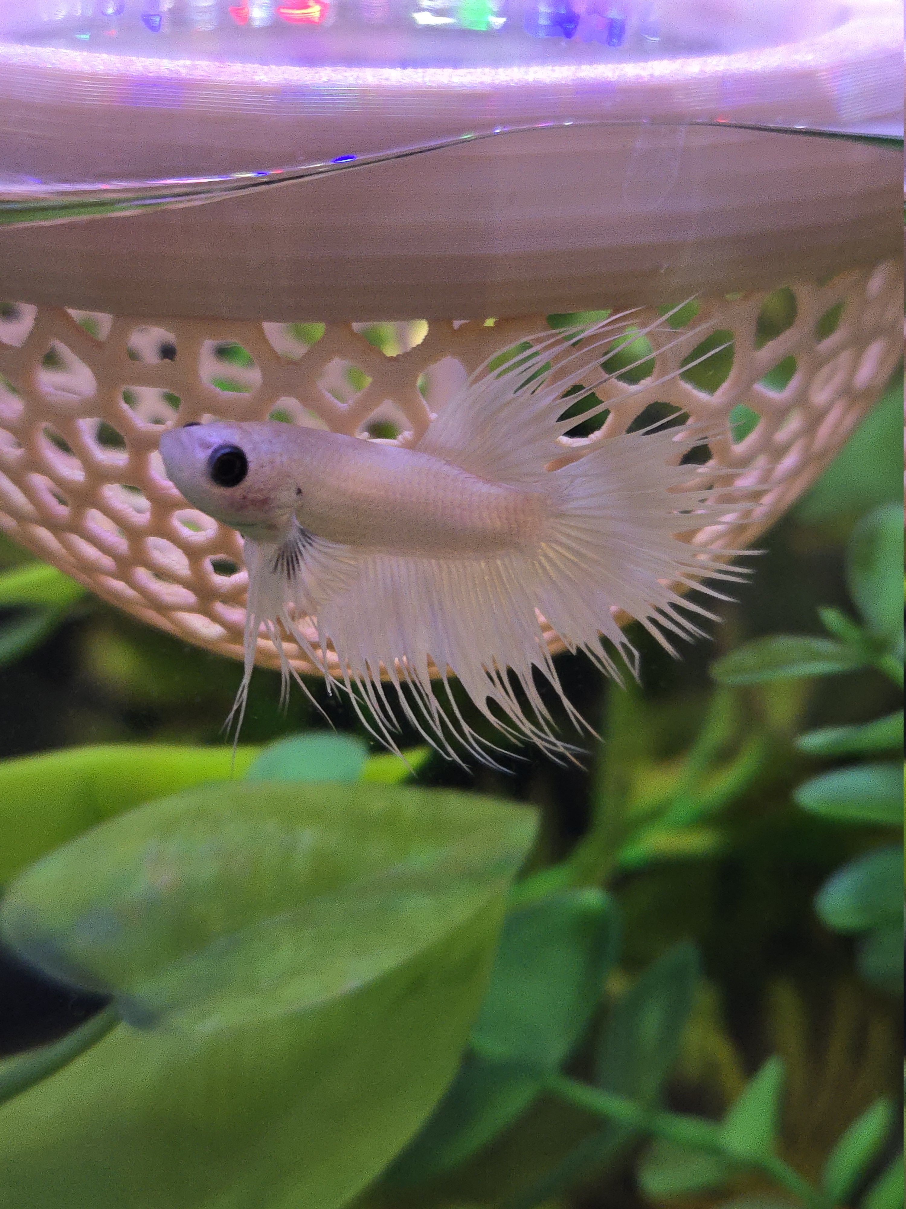 Snoopy the White Crowntail Betta